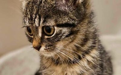 PAŹDZIERNIK MIESIĄCEM DOBROCI DLA ZWIERZĄT 🐕🐈🐾